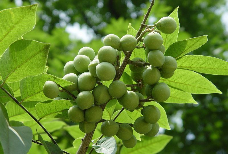 智慧树与便秘因子